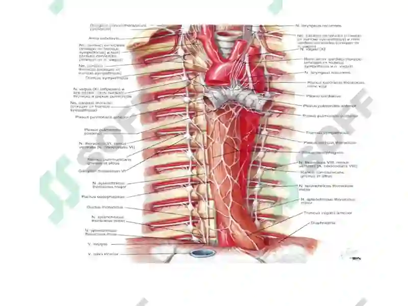 Aorta va uning shoxlari 4