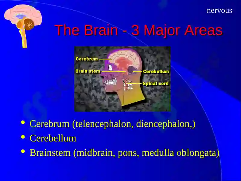 The Nervous System 4