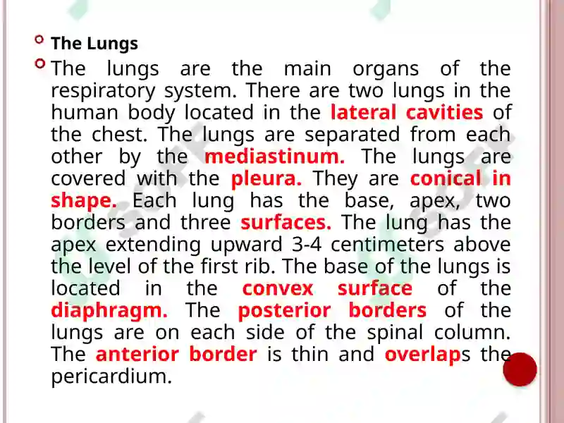 Respiratory system (Anatomy) 4