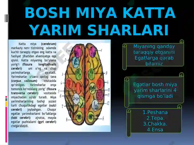 Nerv sistemasi, Bosh miya. 4