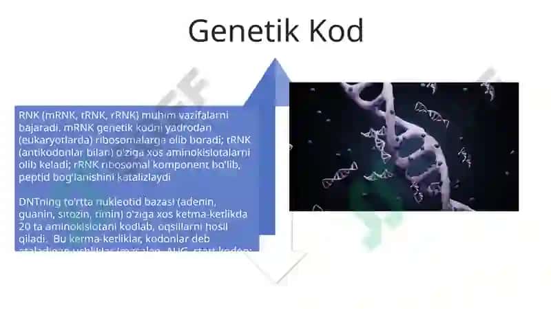 Nuklein kislotalar va irsiy belgilarining nasldan-naslga o‘tishdagi roli 4