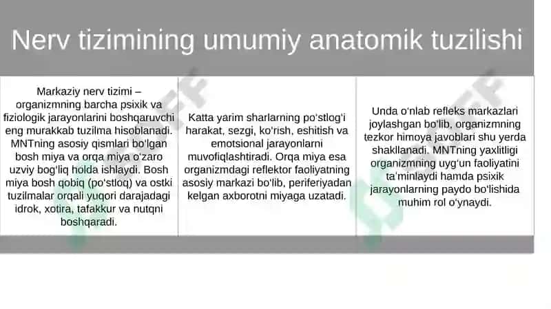 Nerv tizimi tuzilishi va uning psixik jarayonlardagi roli 4