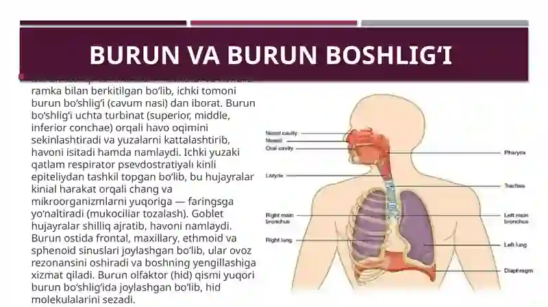 Nafas olish a’zolarining tuzilishi 4