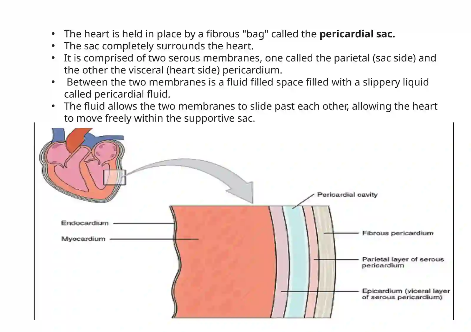 Cardiovascular system 4