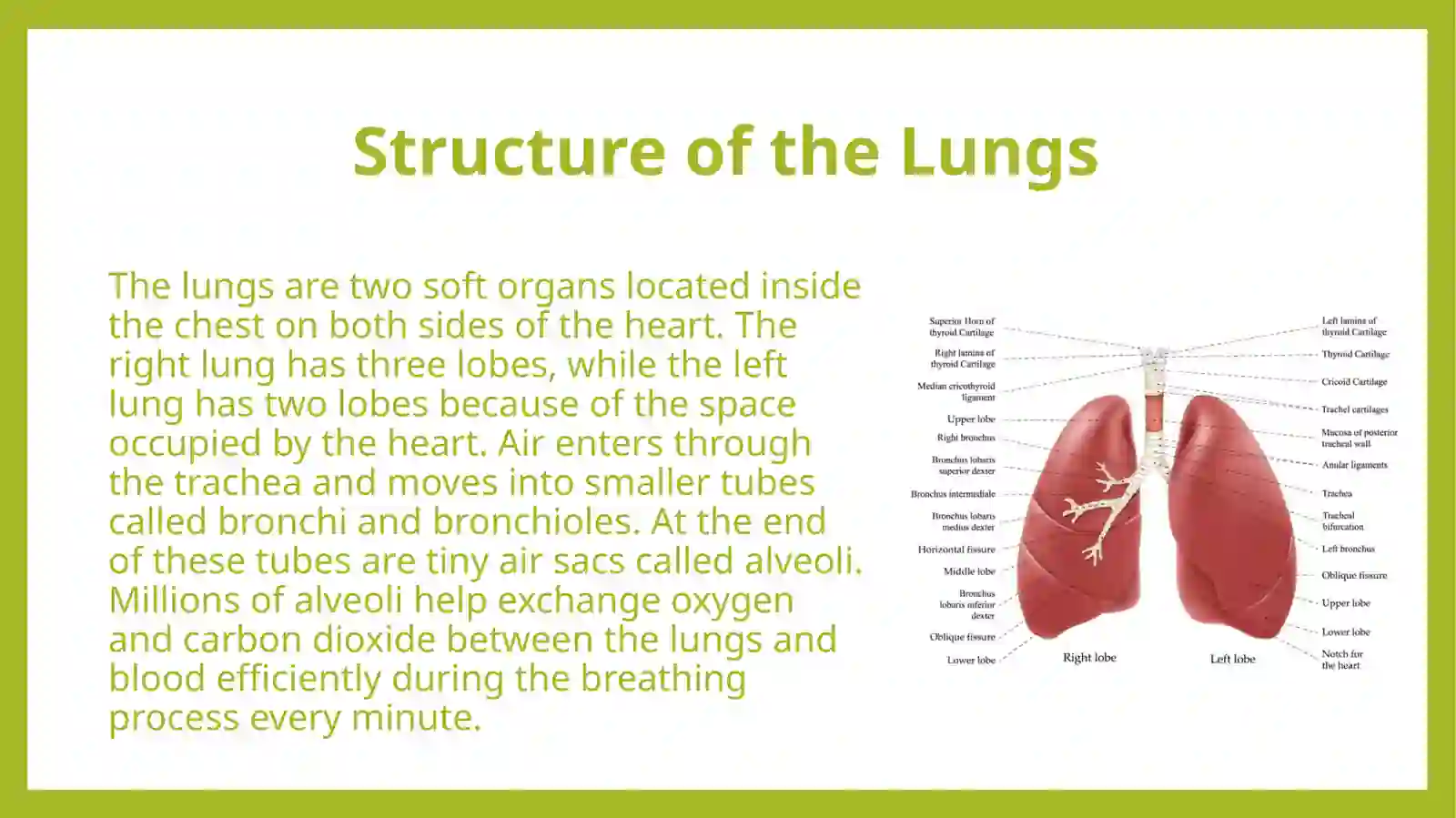 Lungs and a pulmonary system 4