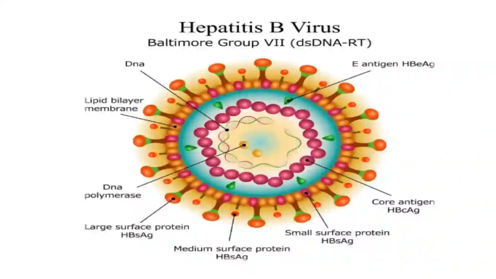 Gepatit B infeksiyasi(HBV) 4