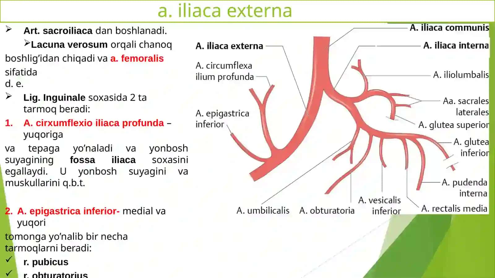 Ichki va tashqi yonbosh arteriyalari. Son arteriyasi.Boldir arteriyalari. Oyoq panja arteriyalari 4