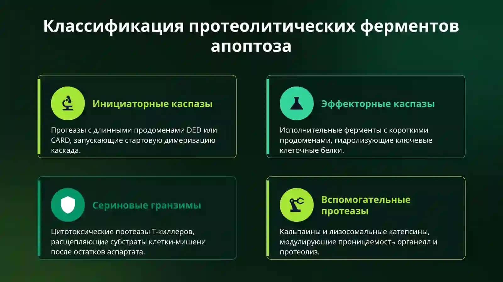 ферменты апоптоза 4
