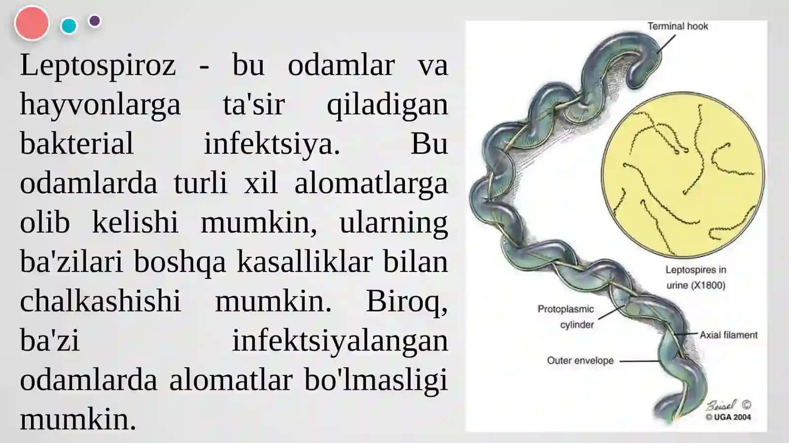Leptospirozlar morfolojiyasi, strukturasi, tarqalganligi, keltirib chiqaruvchi kasalliklari, laboratoriya diagnostikasi 4