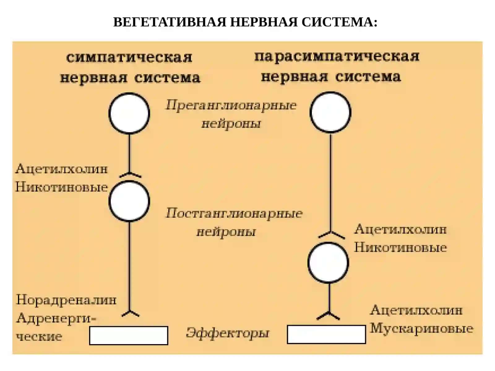 NERV SISTEMASI 4
