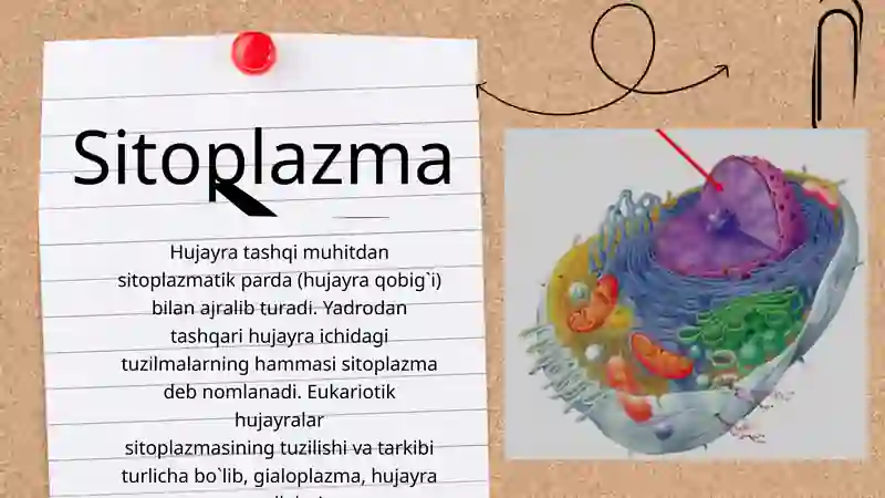 MEMBRANA 4