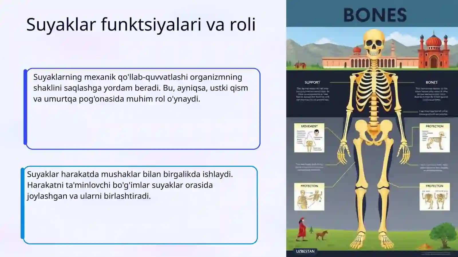Suyaklarning tuzilishi va kimyoviy tarkibi 4