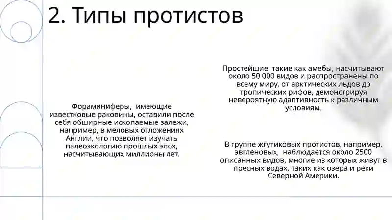 Тип Простейшие 4