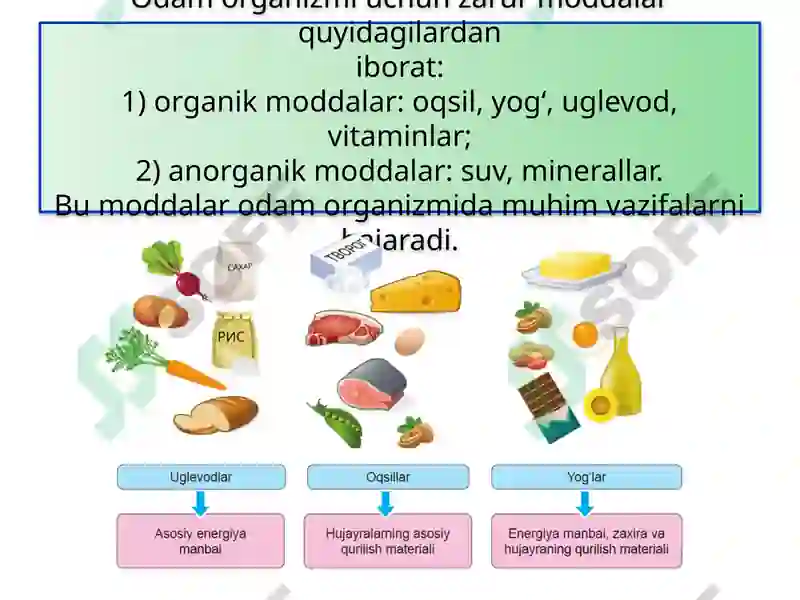 ODAMNING OVQAT HAZM QILISH SISTEMASI 5