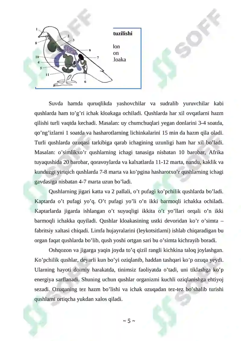 Qushlar sinfi Kurs ishi 5