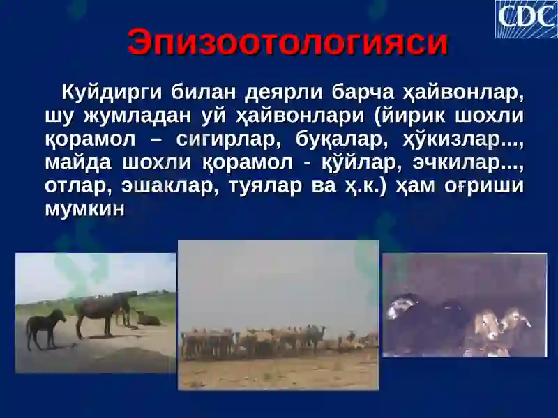 Куйдирги (Bacillus anthracis) 6