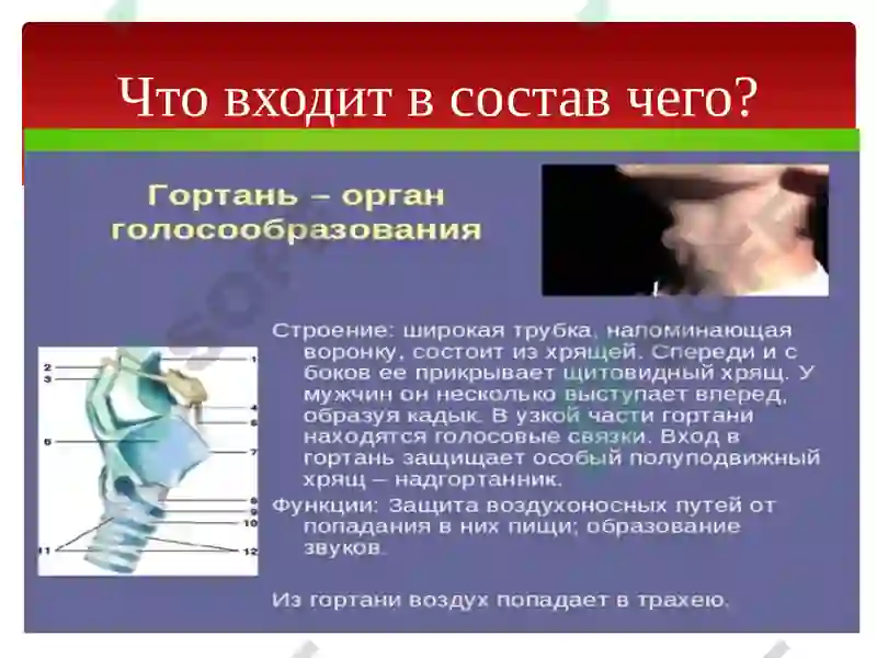 Органы дыхания 6