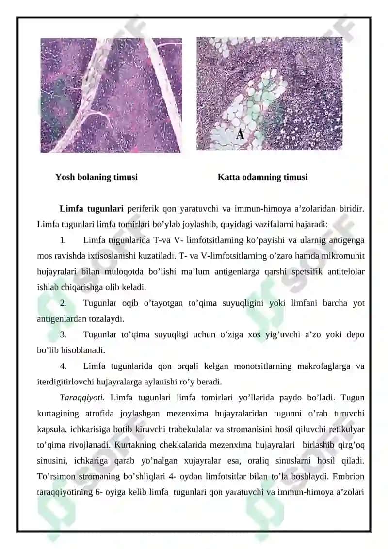 Gemositopoez jarayononinig boshqariluvi. Immun-himoya reaksiyalarining morfologik asoslari. 6