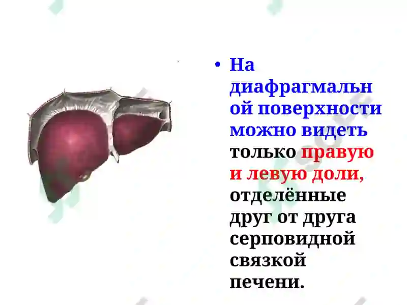 Строение и функции печени 7