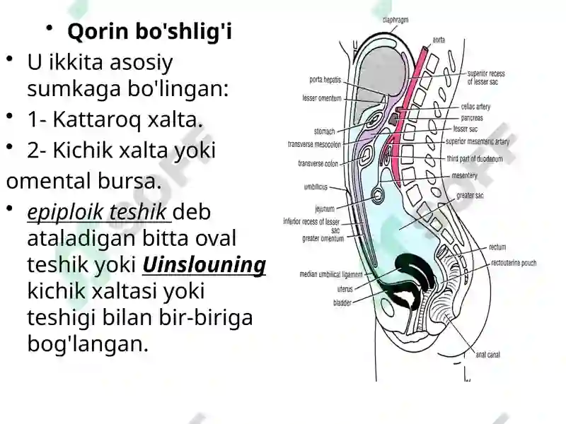 Qorin pardasi 7