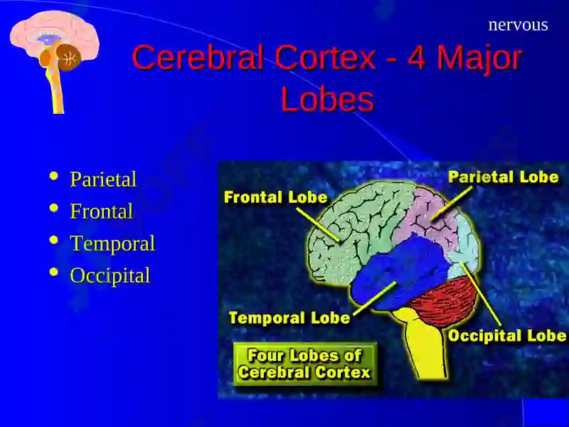 The Nervous System 7