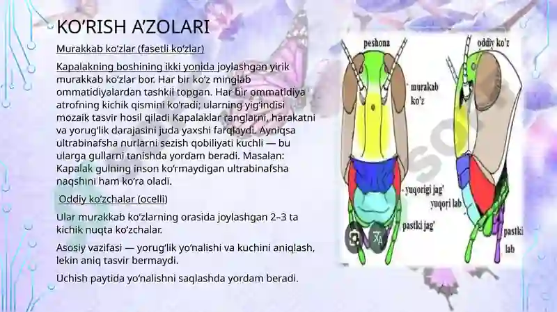 Preview 7