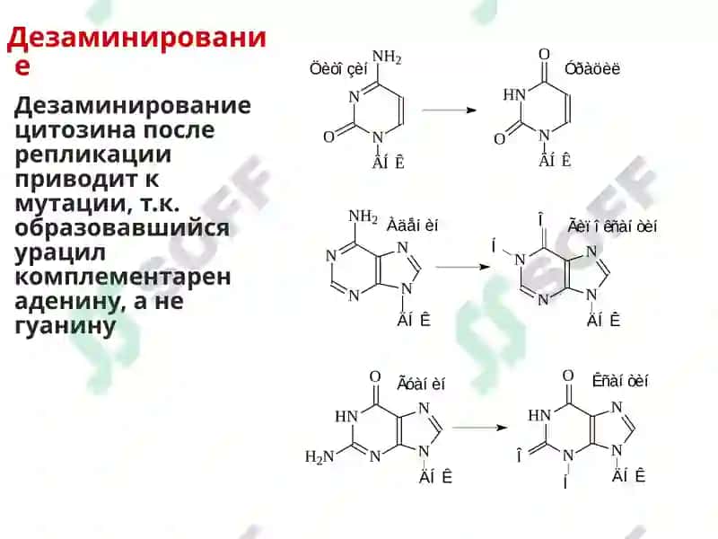 Клеточная биология. Мутации. 8