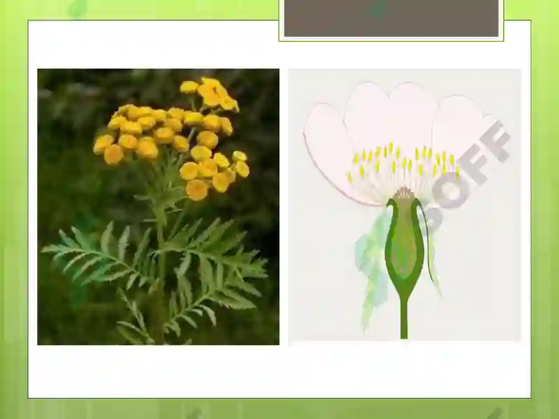 Preview 8