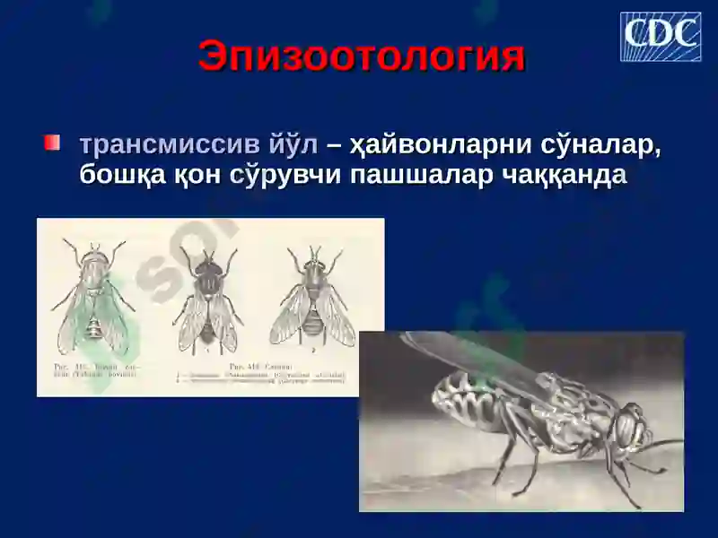 Куйдирги (Bacillus anthracis) 8