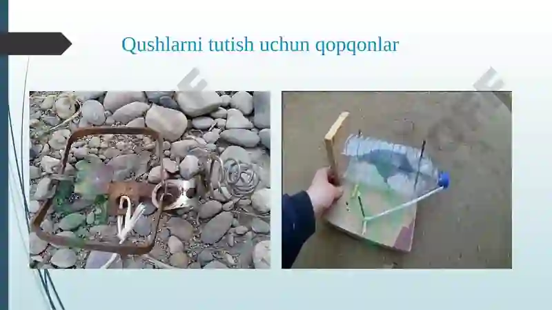 Qushlar sinfining turli sistematik guruhlaridan preparat tayyorlash. 8
