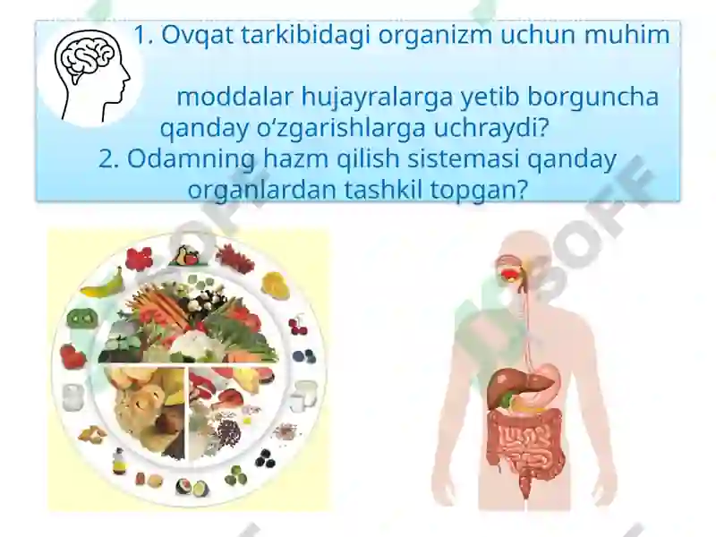 ODAMNING OVQAT HAZM QILISH SISTEMASI 8