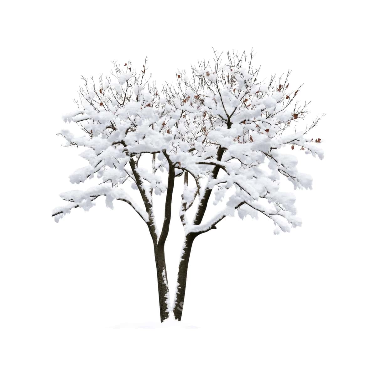Qor bilan qoplangan daraxt qishda | Snowcovered tree winter 1