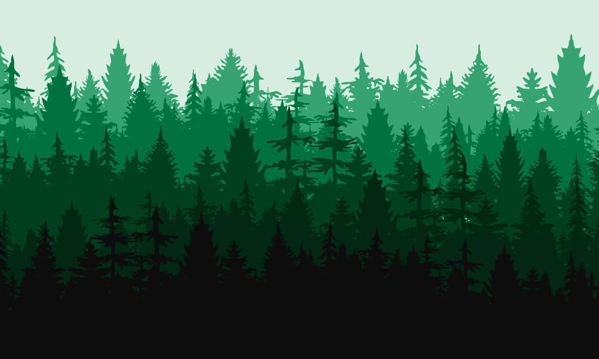 Qarag'ay o'rmoni tabiiy landshaft silueti foni | Pine forest natural landscape silhouette background 1