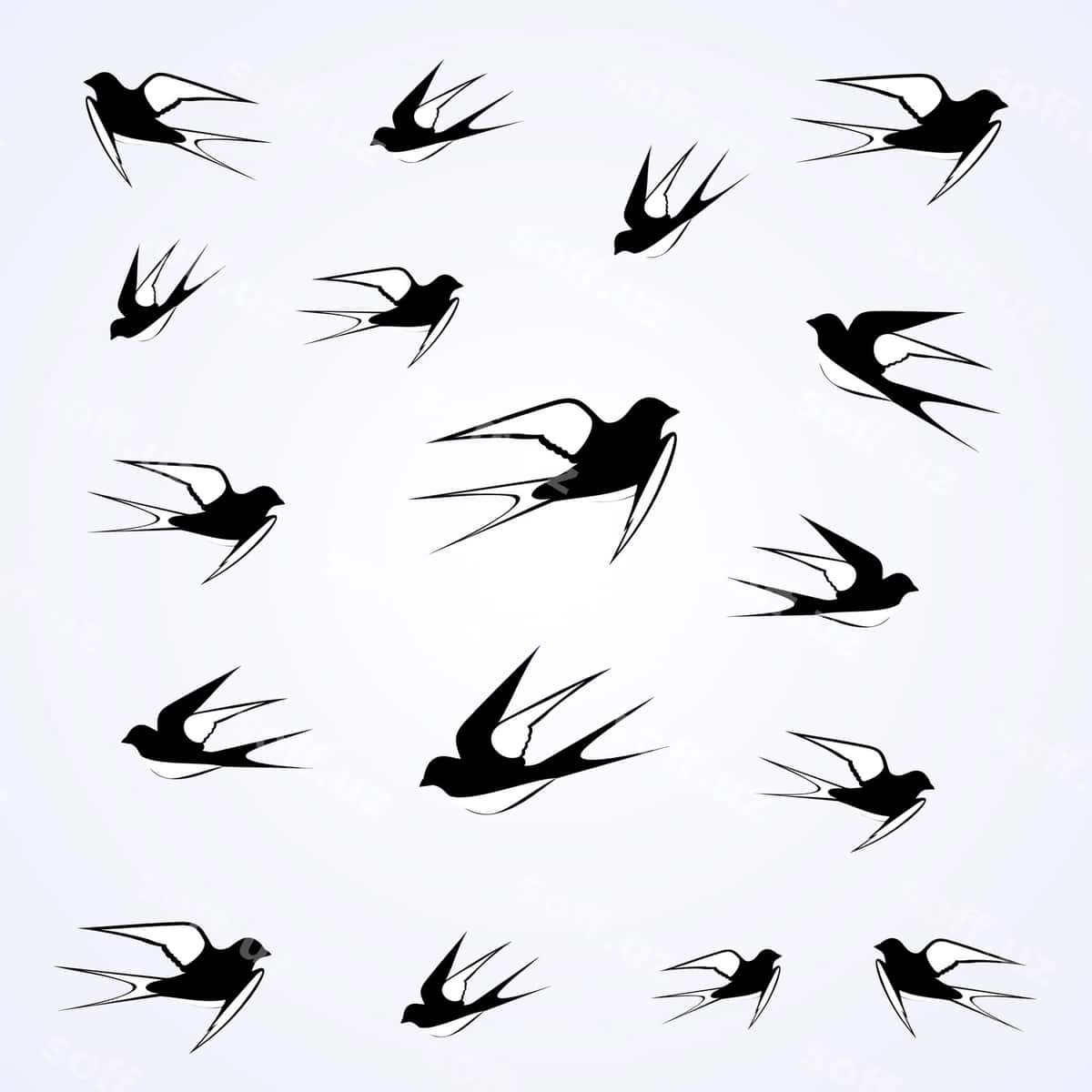 Qora qushlar osmonda uchishadi | Swallows fly sky 1