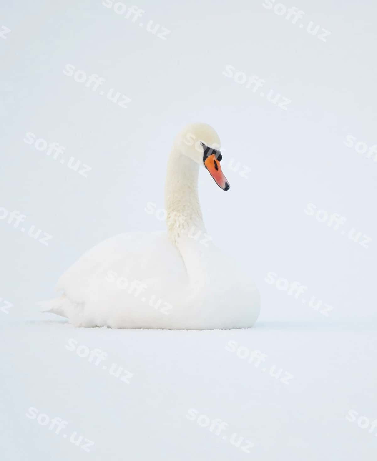Qaz qor bilan qoplan maydon | Swan snow covered field 1