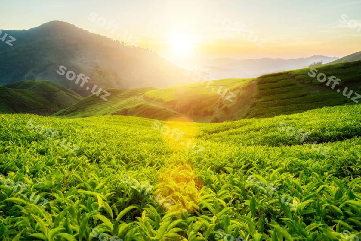 Malayziyaning kamon tog'laridagi choy plantatsiyasi | Tea plantation cameron highlands malaysia 1