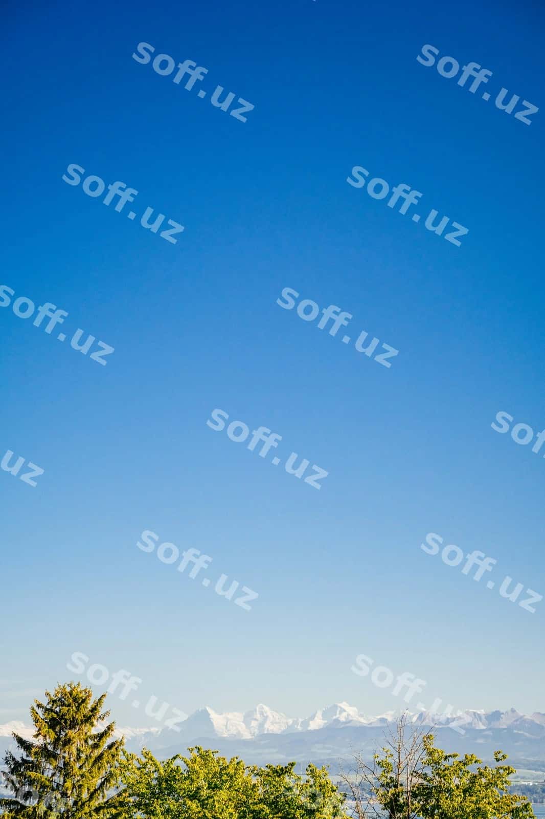 Daraxtlar aniq ko'k osmon orqali | Trees against clear blue sky 1