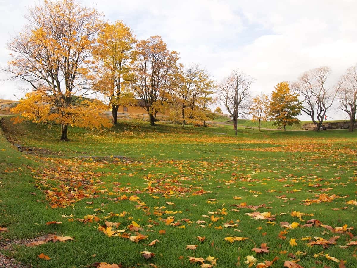 Kuzgi daraxtlar | Trees field autumn 1