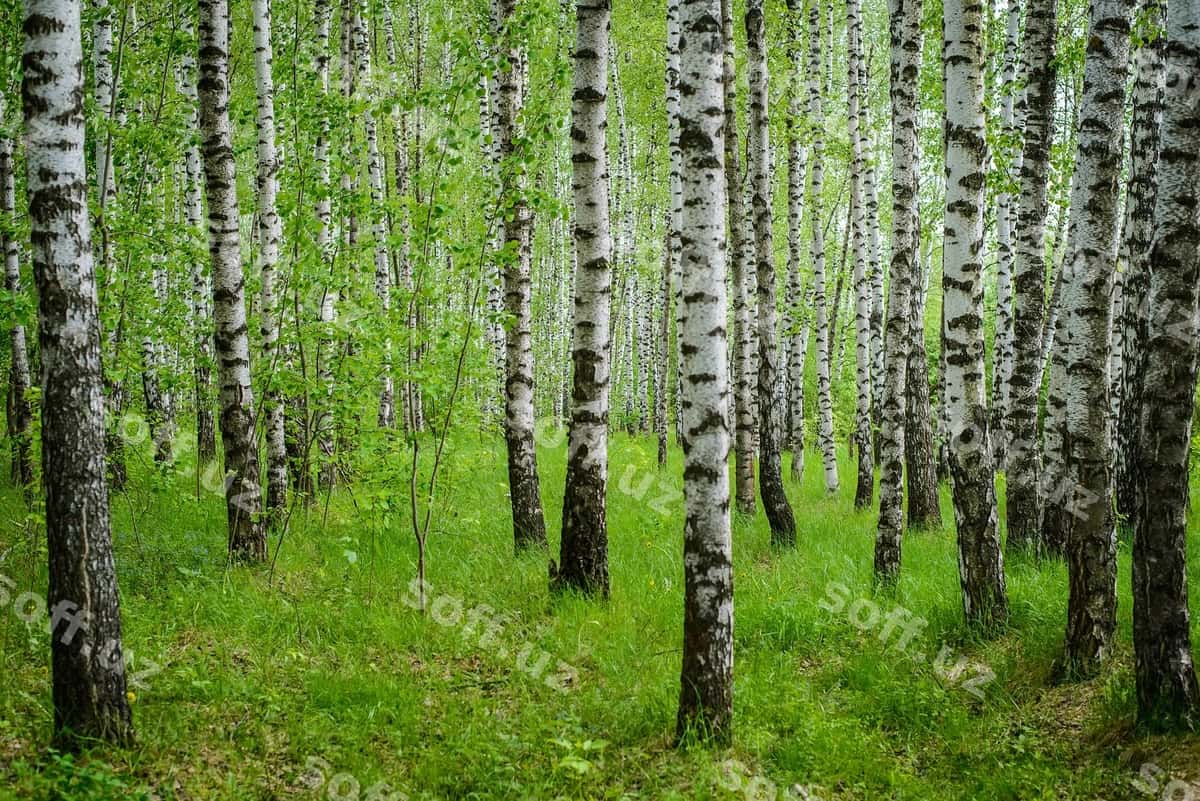 Qayinzorni ko'rish | View birch grove 1