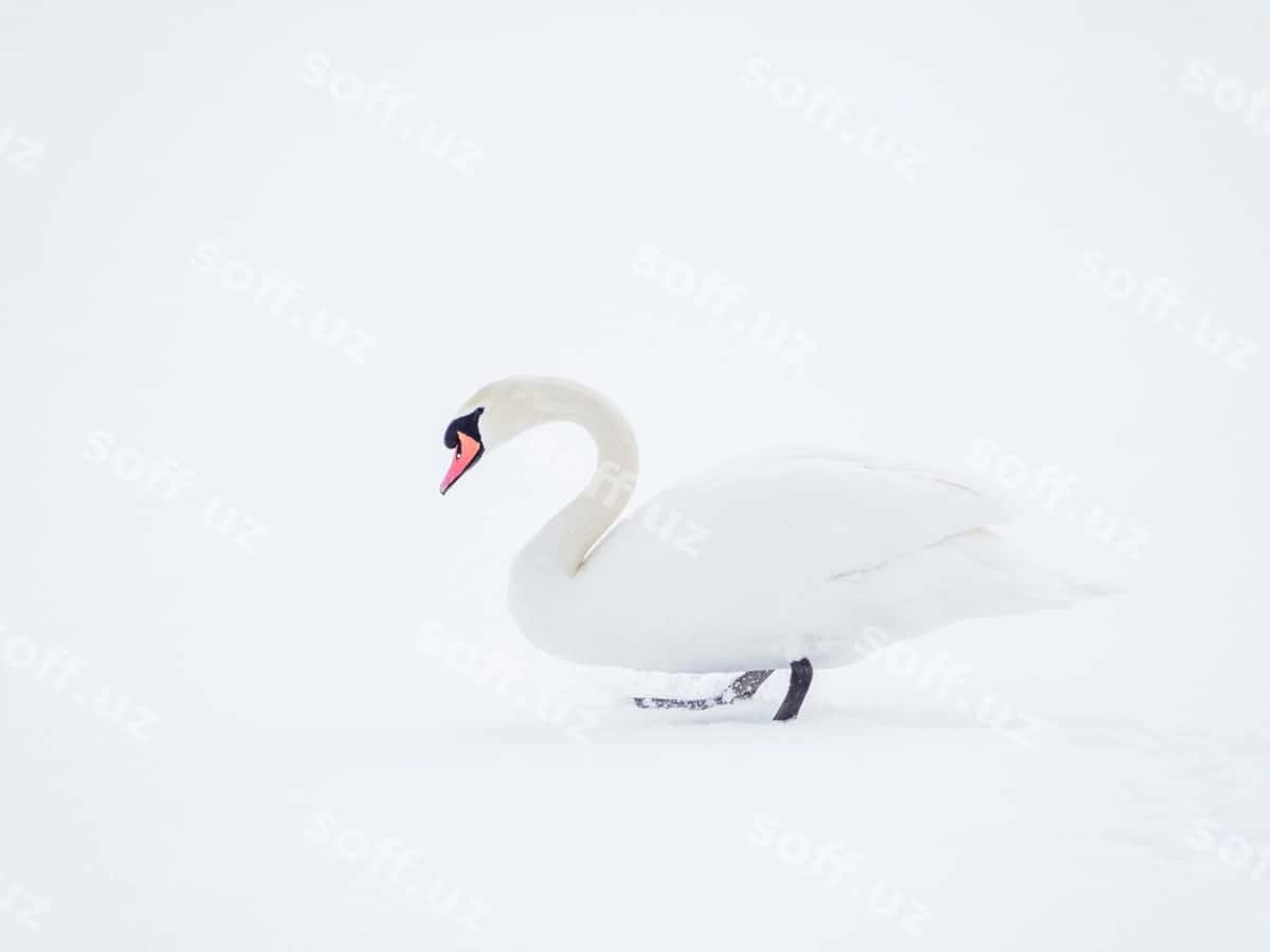 Manzara qizilqush qor | View swan snow 1