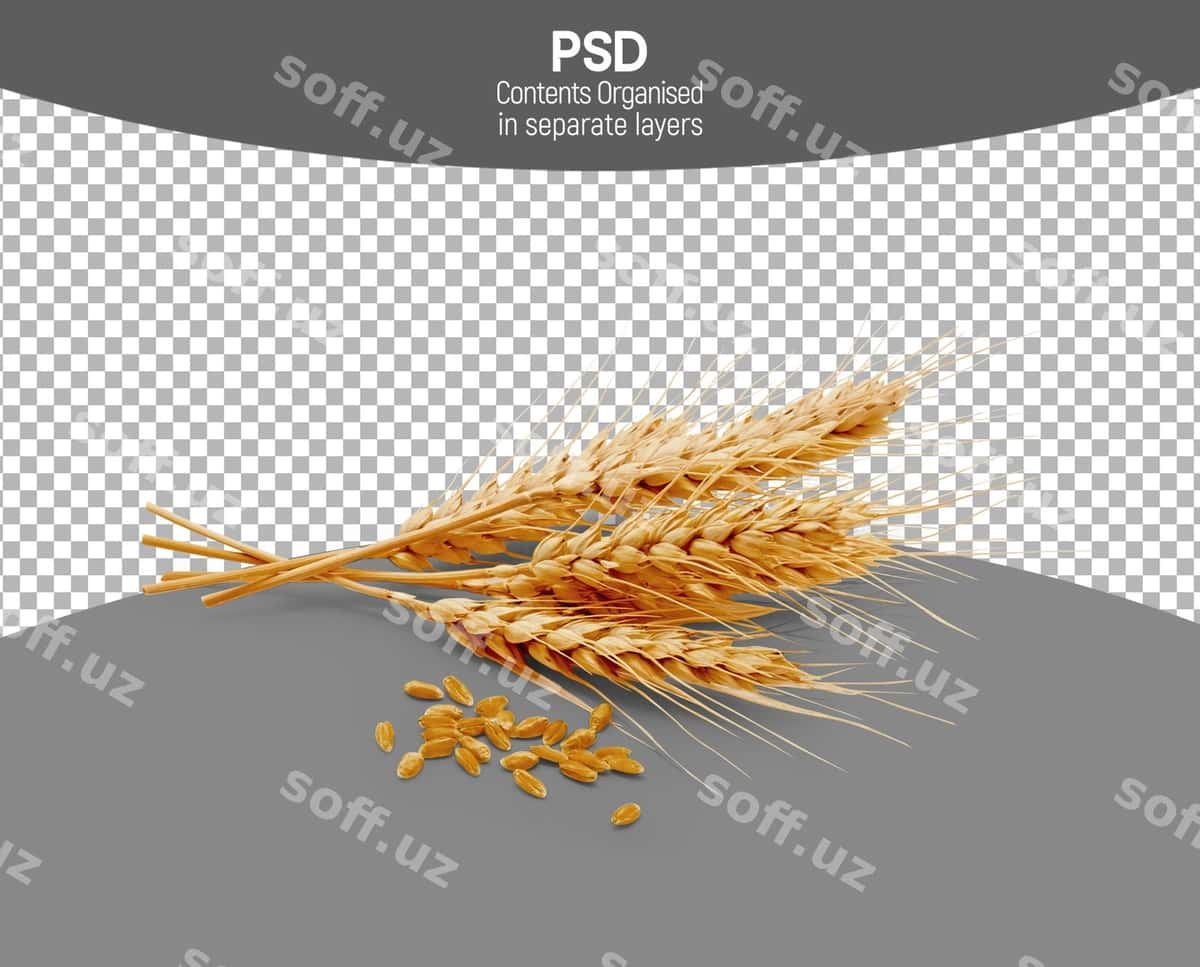 Buğum shaffof fonda ajraltirilgan | Wheat isolated transparent background 1