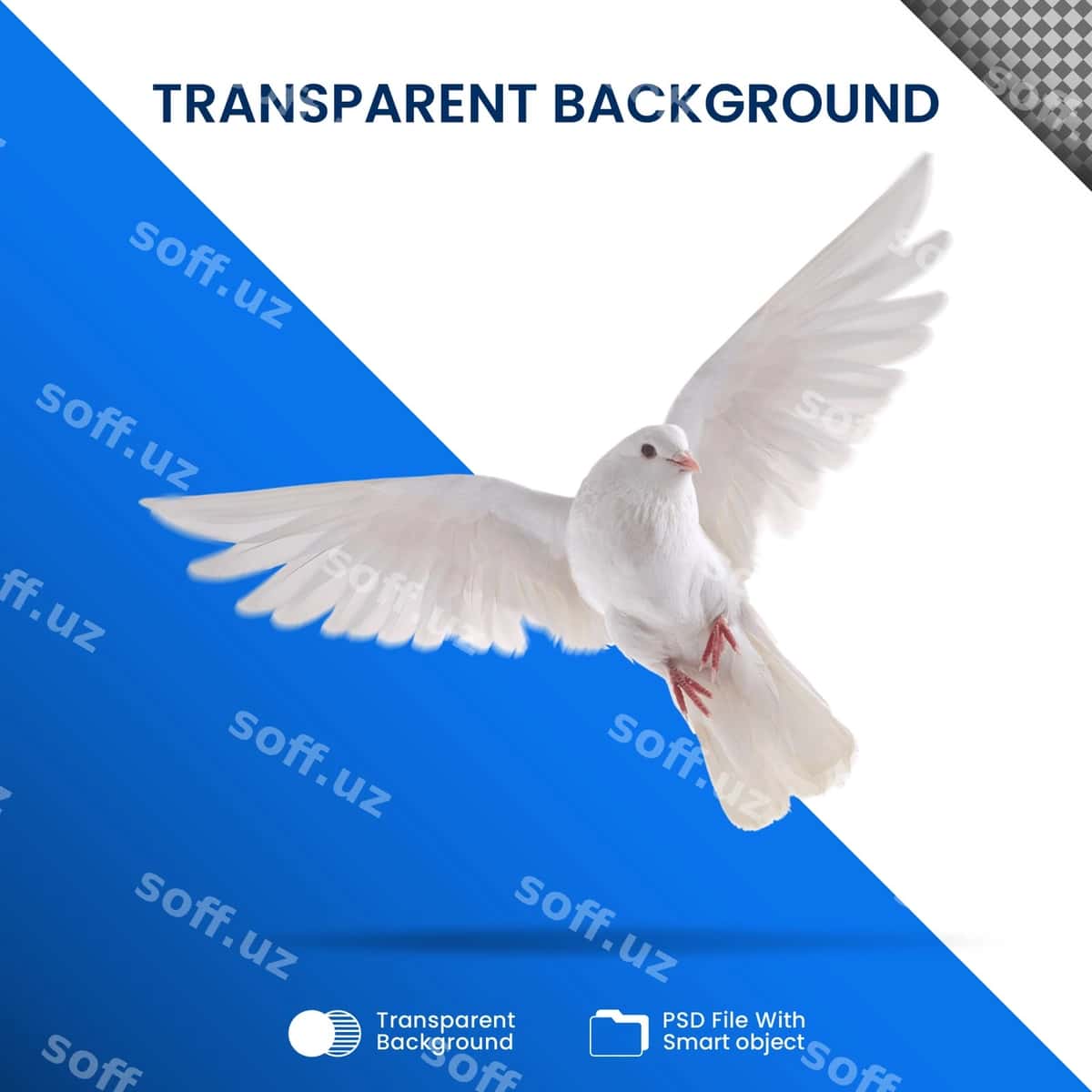 Oq kaptarlar shaffof | White pigeons transparent 1