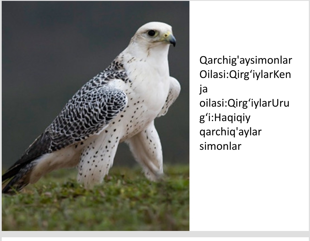 zoologiya qarchig`aysimonlarning turlari va oilasi pptx