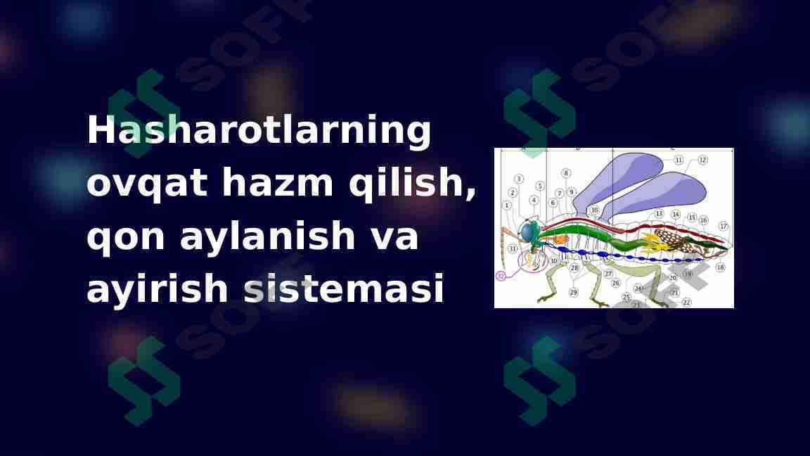 Hasharotlarning ovqat hazm qilish, qon aylanish va ayirish sistemasi