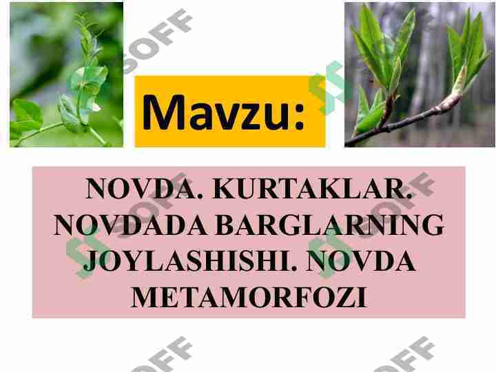 NОVDA. KURTAKLAR. NОVDADA BARGLARNING JОYLASHISHI. NОVDA MЕTAMОRFОZI