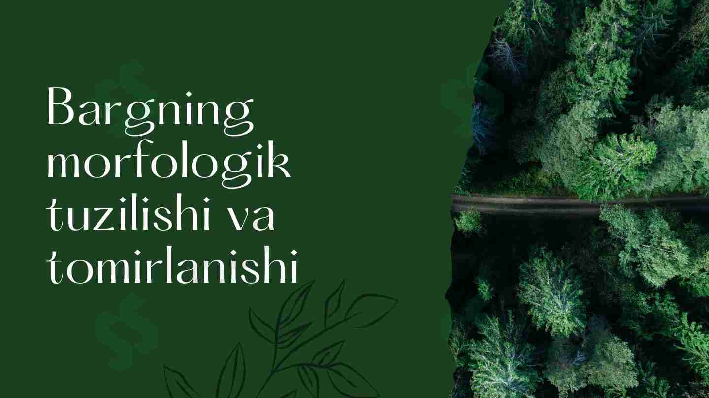 Bargning morfologik tuzilishi va tomirlanishi
