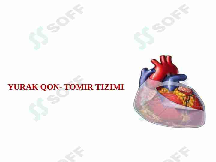 Yurak qon tomir tizimi