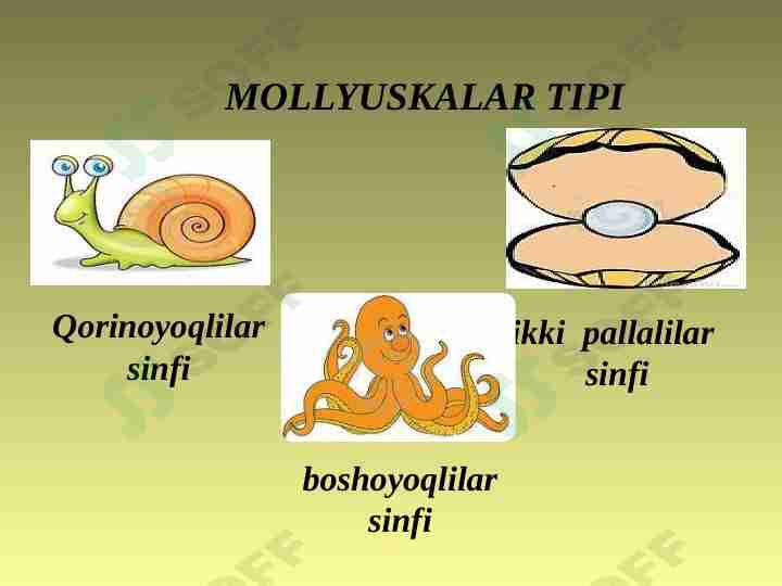 MOLLYUSKALAR TIPI