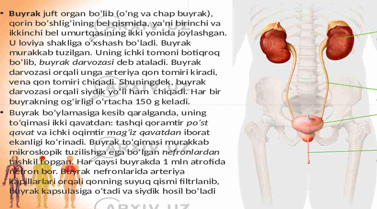 Ayirish sistemasi Anatomiya va fiziologiya fanidan tayyorlagan