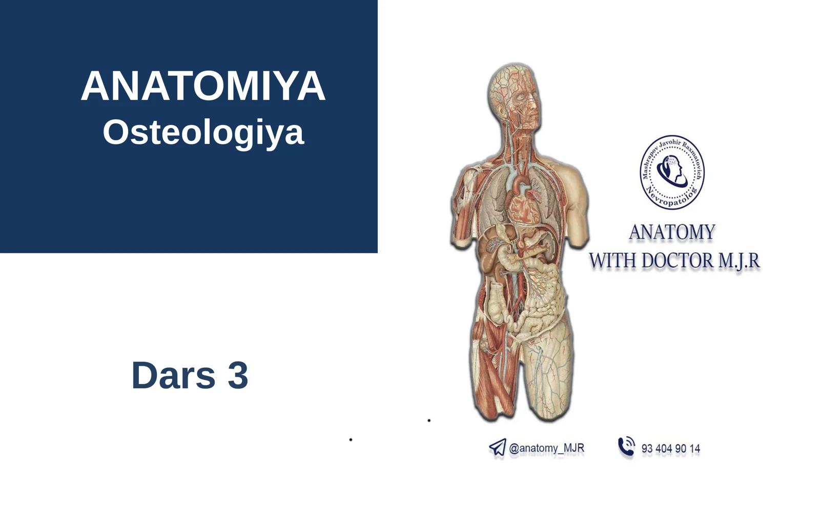 Qolning Erkin Suyaklari Yelka Bilak Tirsak Anatomiya